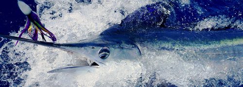 Blue Marlin Swordfish